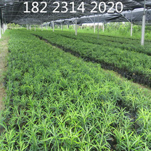 羅漢松苗 綠化苗羅漢松造型樹苗 新品種 南方種植綠化苗