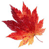 American Red Maple Seeds Four Seasons Red Leaf Maple Seeds Autumn Flame Courtyard Home Watching Panjing Tree Seed