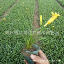 ������ľ����� ��������ݻ������l ������ֲ�� �a��ֱ��