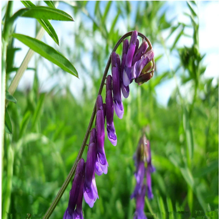 Многолетние светлые листья фиолетовый цветок Вик травы семян кормовых трав холодных сортов толерантности в комплекте большое количество скидка