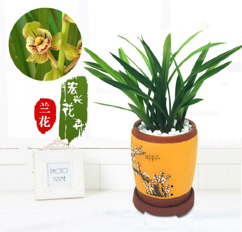 Нанкин Hongxing цветы поставки Орхидея Jianlan Jinhe комнатные растения в горшке зеленые растения цветы летом и осенью