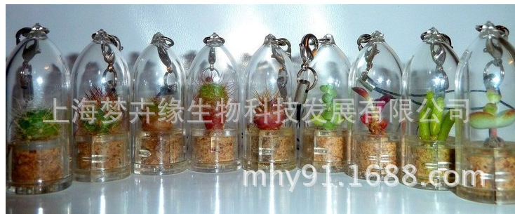Succulent Pendants automobile Pendants Botany Pendants Angel Hanabusa Botany baby Botany Pendant Mini Botany