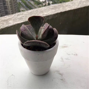 ���� ��ɫ��Ӱ�t�ն��⻨�� �¹�����