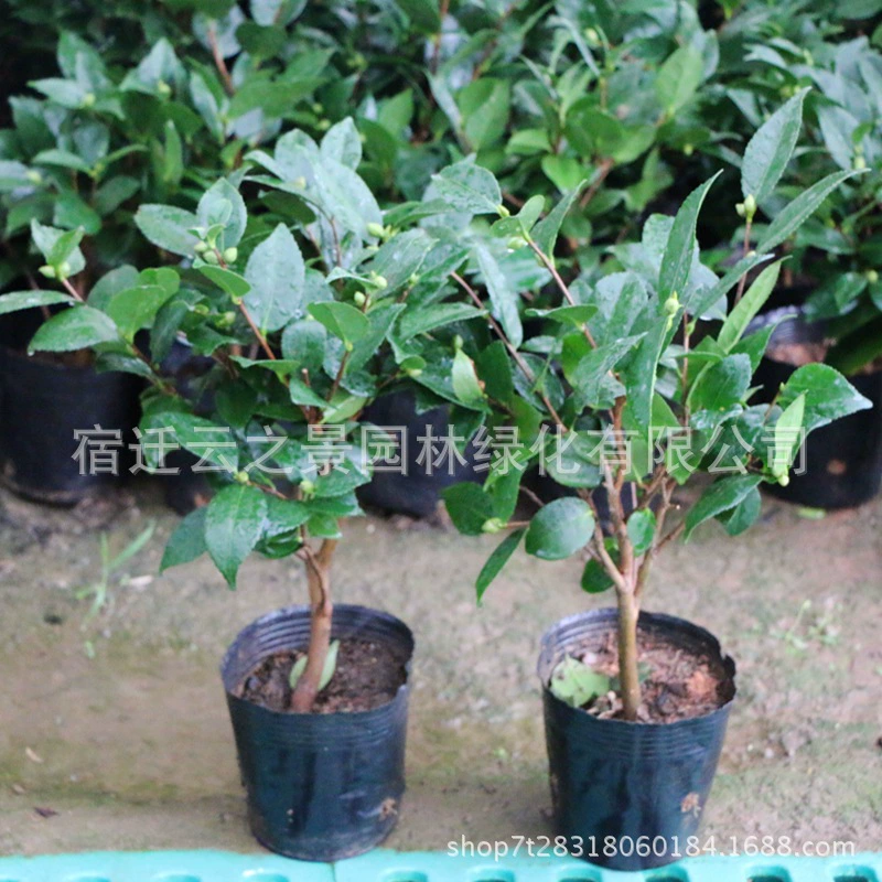 Оптовые поставки саженцев камелии, комнатных и уличных вечнозеленых растений в горшках для любого сезона, садовые растения, зеленые растения для улицы и помещений, камелия.