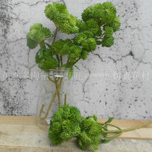 ����6�^�˻��ɻ��Gɫֲ��廨���s�r�мҾ��b�Ʒ�[����ֲ��ˇƷ