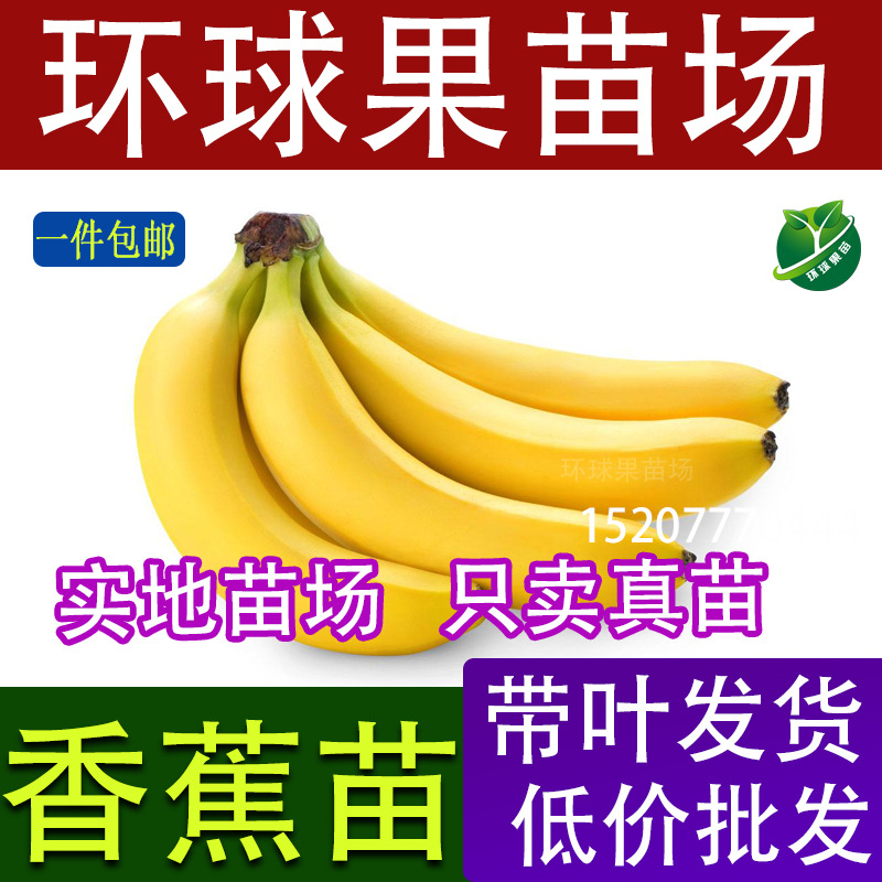 香蕉苗