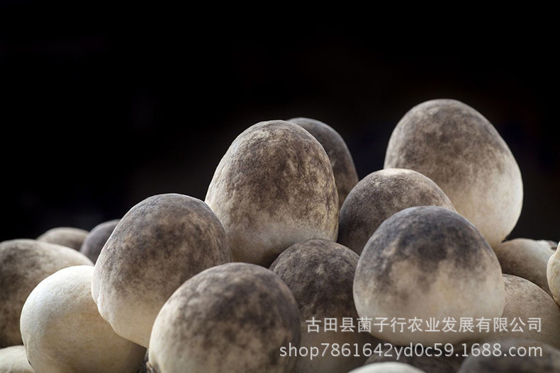 2964899358_1766974570