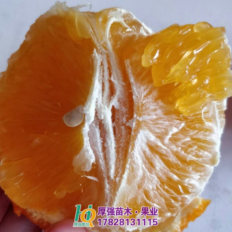 柑橘苗价格 四川柑橘苗批发 四川柑橘苗