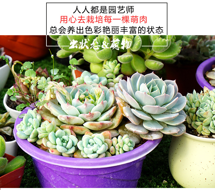 多肉植物种植教程、叶插步骤和日常养护