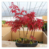 American Red Maple Seeds Four Seasons Red Leaf Maple Seeds Autumn Flame Courtyard Home Watching Panjing Tree Seed