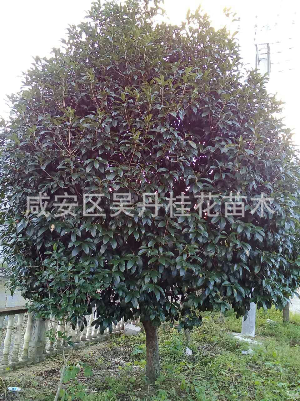 mmexport1504398520718