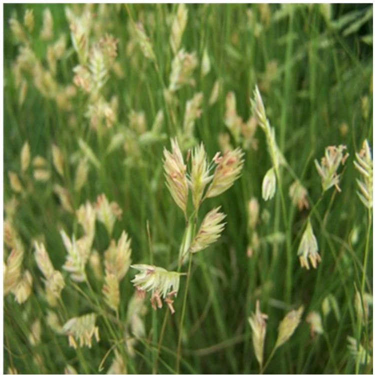 Семена газонной травы Зубр травы семян теплый сезон газон новая трава