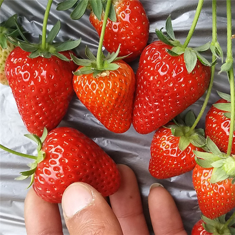 草莓苗 草莓苗价格 脱毒草莓苗 草莓苗种植销售基地
