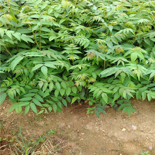 2017��̩ɽ�t���㴻�繩���У��㴻��Ʒ�Nȫ Ҏ��ȫ ���󃞻ݡ�