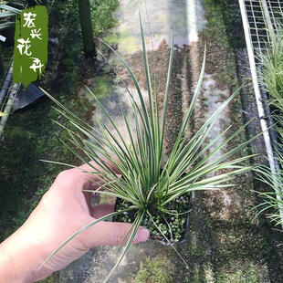 �������l ΢������ ���P������ ������ �k���ҾGֲ����ˮ��ֲ��