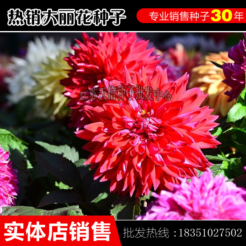 大丽花种子混色 小丽花大理花 观赏花卉花籽盆栽易种 进口花卉|ms