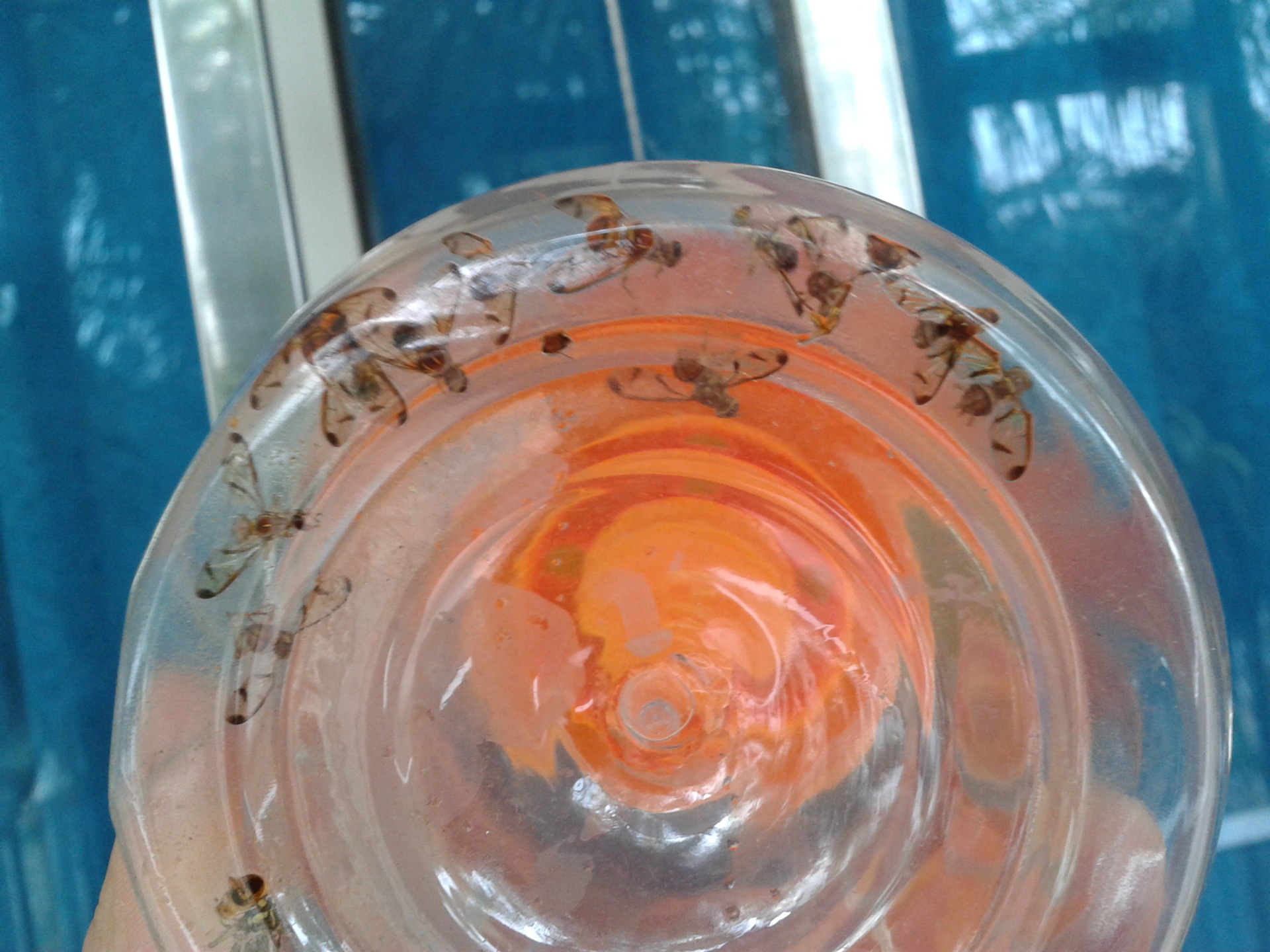 桔小实蝇诱捕器