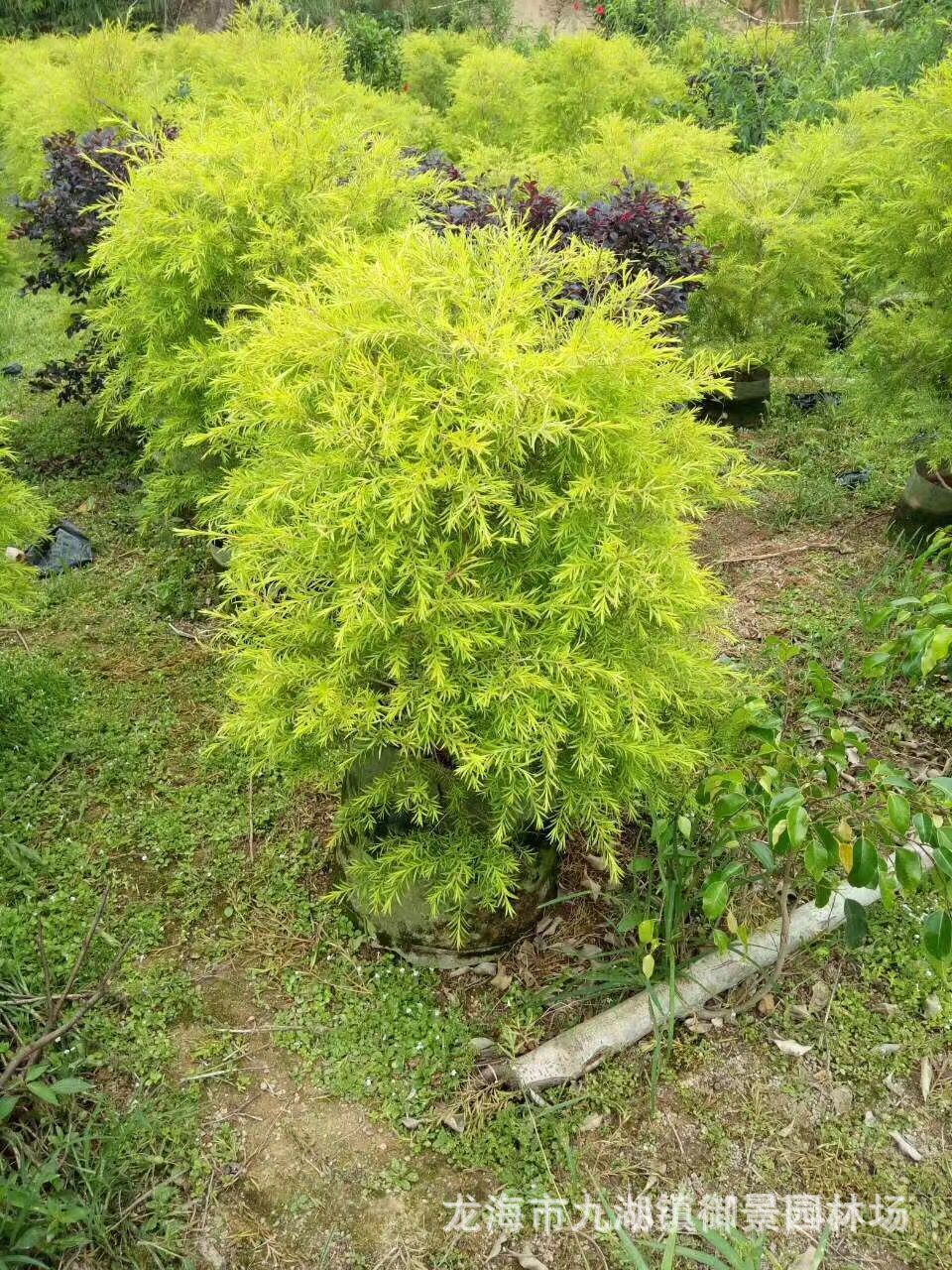 黃金寶樹
