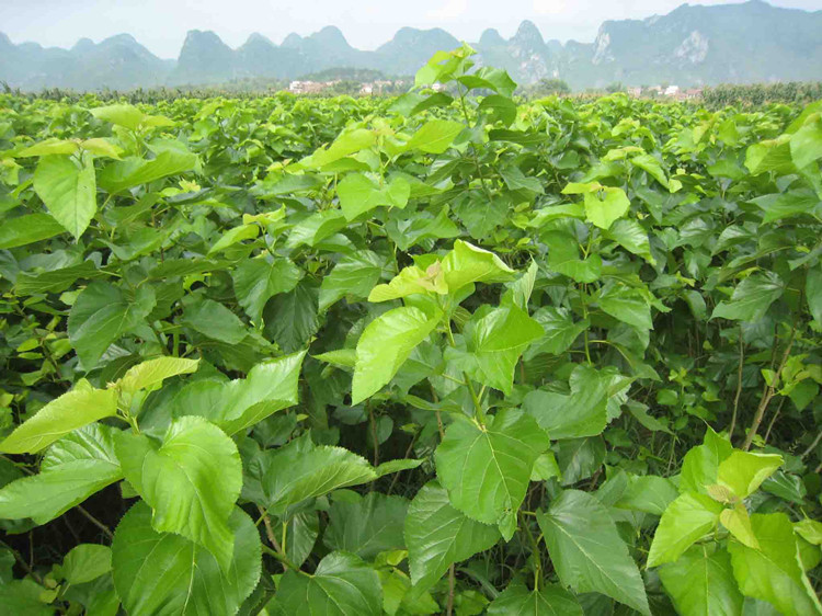 桑树的种类,饲用桑树品种哪个好,桑树都有哪些品种_大山谷图库