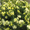 Base Direct Selling Yellow Stomato Rose Seeds Red Toses Rose Seeds Yellow Rose Seeds Red Stomato Rose Rose Seeds