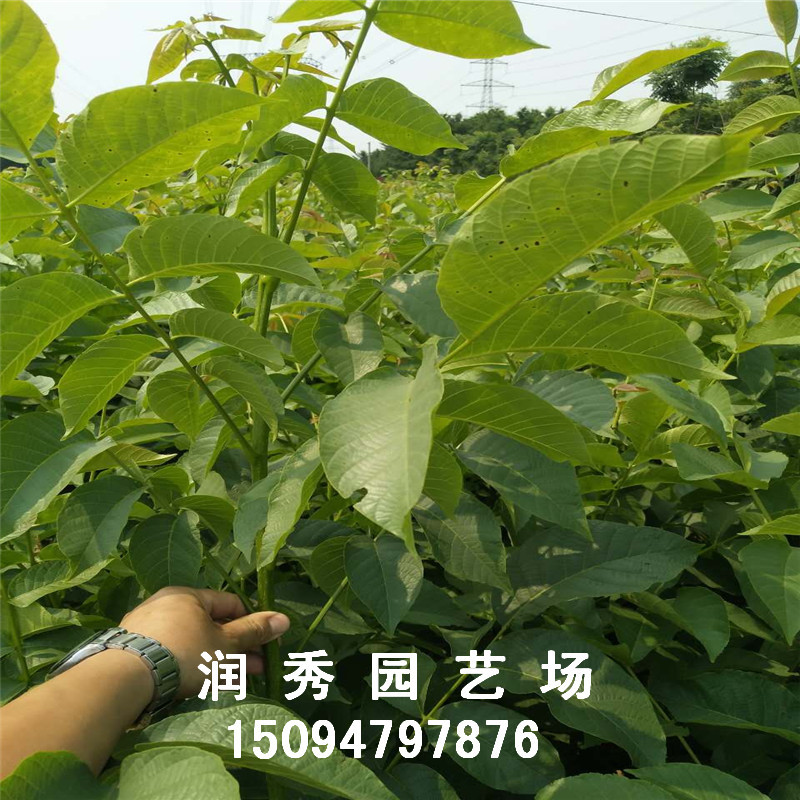 核桃樹苗