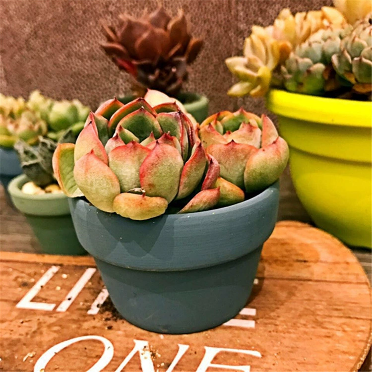 Керамический горшок для суккулентов ZAKKA суккулент квадратный цветочный горшок круглый карликовый горшок