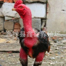 纯种越南斗鸡 出售景区参加比赛的斗鸡 泰国脱温斗鸡苗活体价格