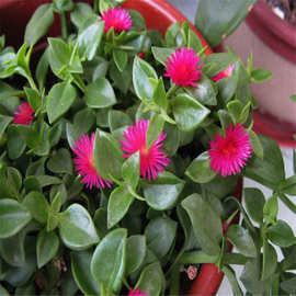 牡丹吊兰室内绿色植物盆栽桌面花卉盆栽