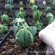 ϡ��Ʒ�N ������ �����[�P��