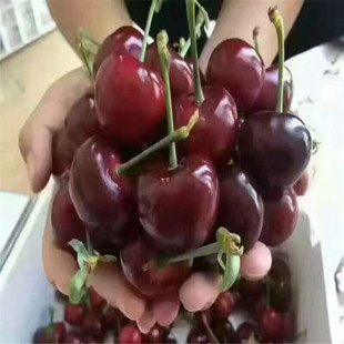 �����Ϸ�Ʒ�N ����������� ܇���Ӵ���Ҙ�r�� �،�܇������
