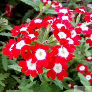 ͥԺ�̨�^�p�������Ի��N ��Ů�ѷN�ӻ�ɫ�������˙� �׷N100��