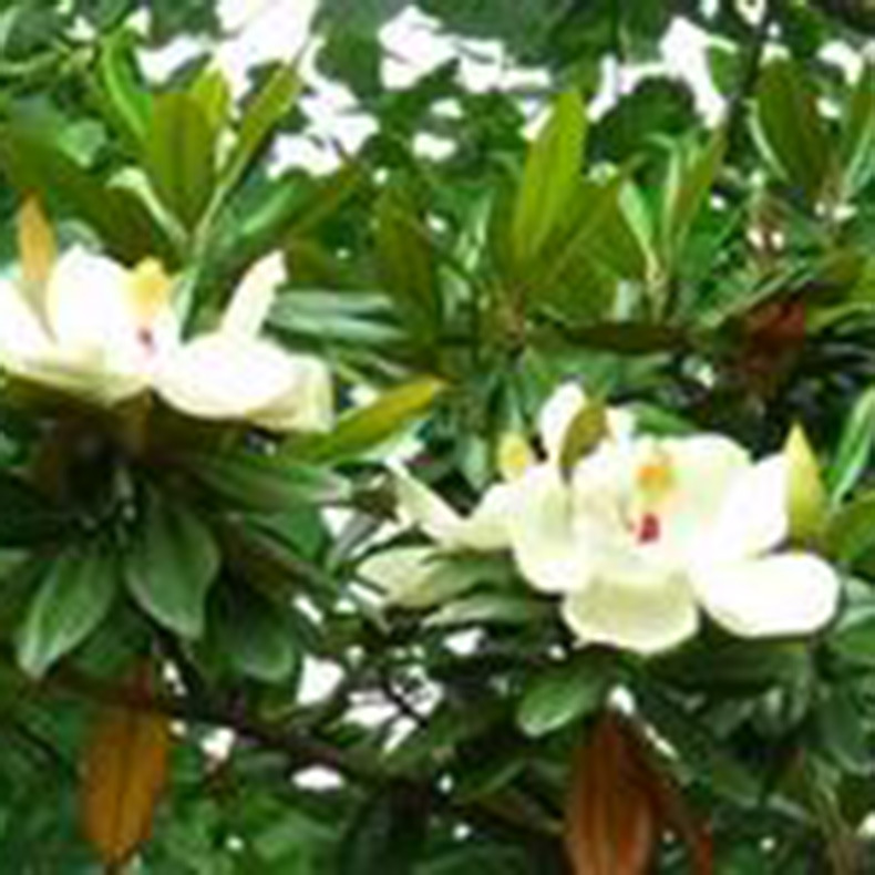 u=1505965617,1953926523&fm