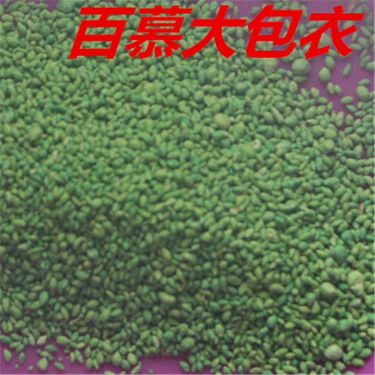 Вечнозеленые Бермудские Газоны Семена Не Косить Семена Карликовые Фрукты Хребет Трава Семена Большое Количество Конг