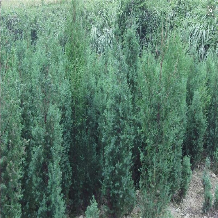 香柏树苗图片,香柏树长什么样,1米高柏树苗_大山谷图库