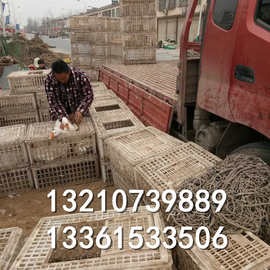 塑料大鸡笼图片，大鸡运输笼厂家，运输鸡笼拉鸭笼批发