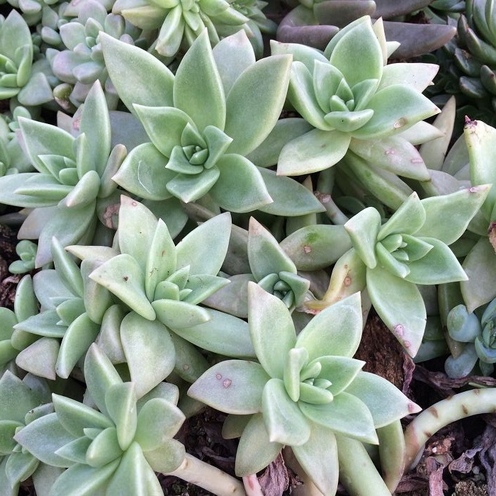 天羽多肉砍头苗银冬云多肉种苗批发多肉植物 阿里巴巴