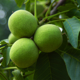 �������l������ ��������� ��������������Ҏ�� �r�񌍻�