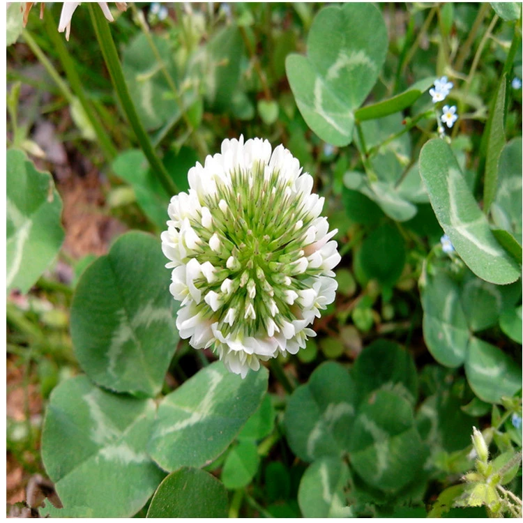 Семена белого клевера Сафлор зеленые семена Красный клевер Семена чистые семена травы легко жить семена газона