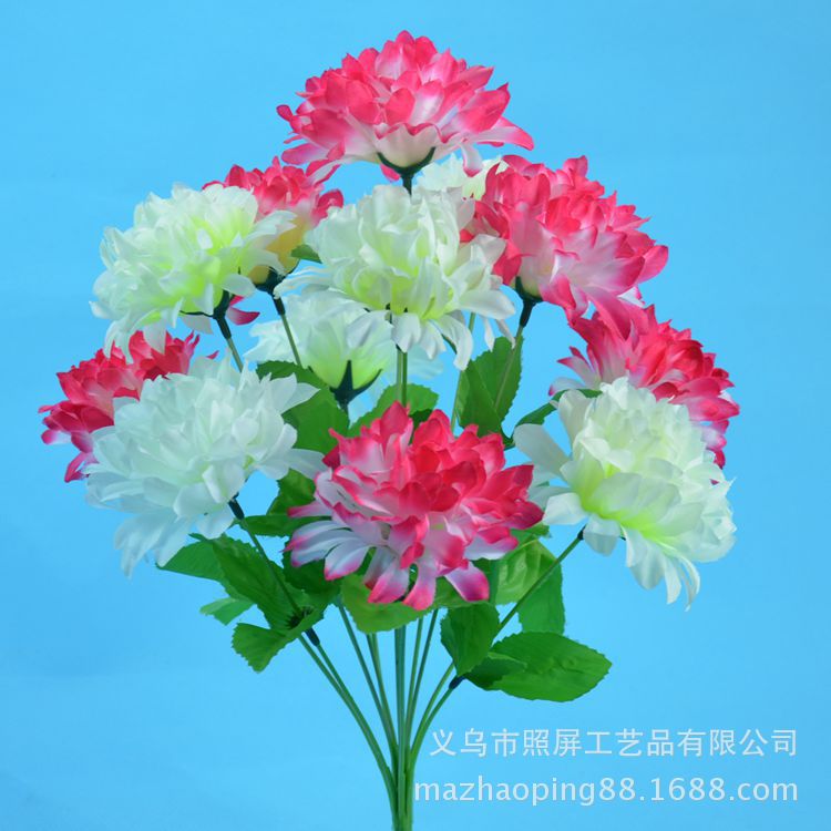 12头爪菊1