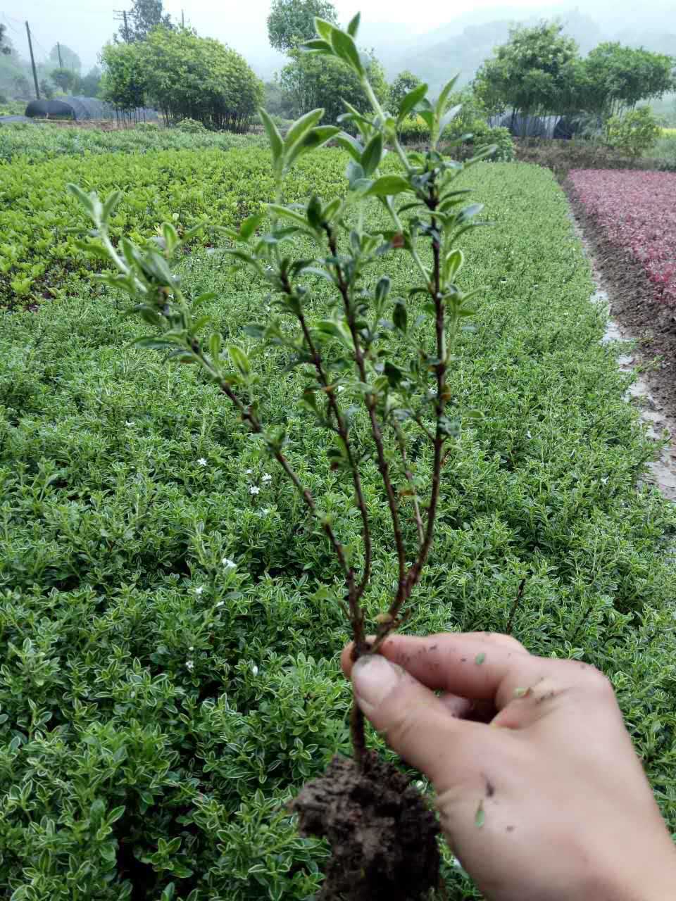 微信图片_20170427094445