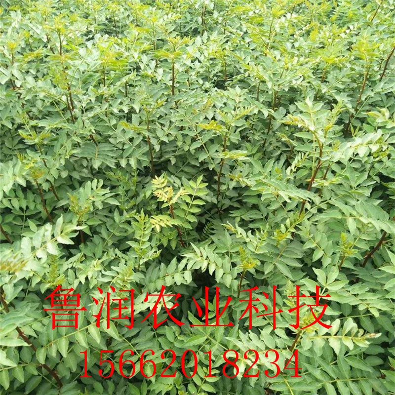 [微信图片_20170902194759]