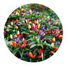 Colorful pepper Vegetable Seeds Chao Tianjiao Bolly Body Potted Room