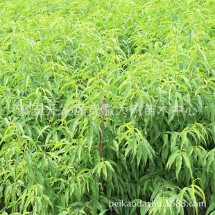 ����������  Ҏ����� �a��  ������ �ṩָ�����g