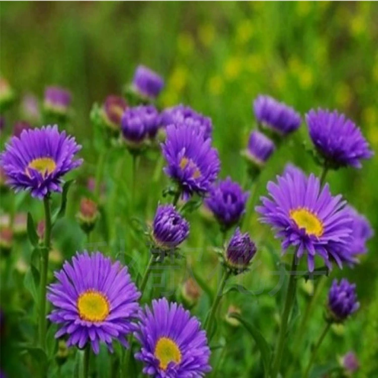 Оптовая трава цветы Изумрудный пейзаж Садоводство цветы большое количество скидка Добро пожаловать на консультацию