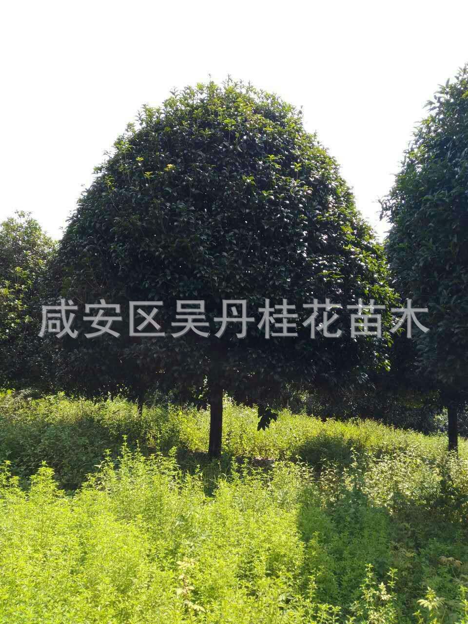 mmexport1504398989404