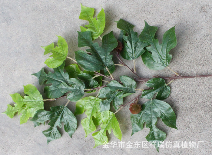 XRB-165构叶四叉枝平面