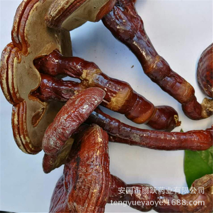 Lingzhi Reishi Mushroom Slices Ganoderma lucidum Dried Herb for Tea and Decoction Wholesale key features