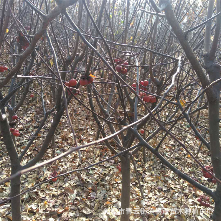 根系发达抗旱抗寒成活率高适应性广产量逐年倍增