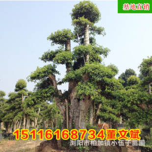 ���l�����_ľʯ骹Ř��� �@�־G��������ľ��ƷͥԺ���G ����ֱ�N