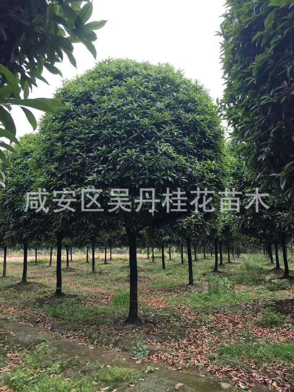 mmexport1504398436665